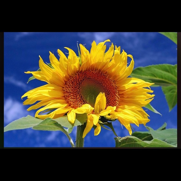 All items with sunflowers are 4/$10 when u bundle - Picture 2 of 2